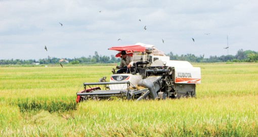 Vĩnh Thạnh nỗ lực khôi phục sản xuất, phát triển kinh tế