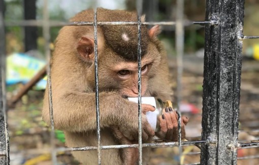 Trào lưu nuôi thú cưng: Cảnh báo nguy cơ truyền nhiễm bệnh tật