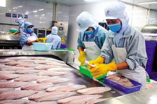 Gỡ khó cho chuỗi ngành hàng cá tra