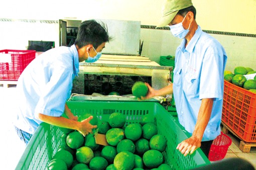 Giá bưởi da xanh giảm xuống mức thấp