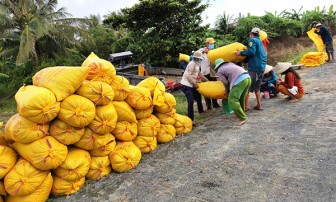 Cần Thơ đã thu hoạch hơn 35.850ha lúa thu đông 2021