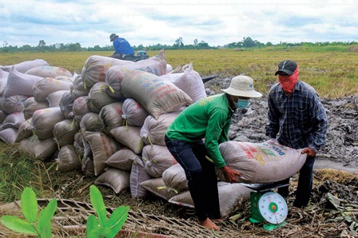 Thu hoạch, tiêu thụ lúa thu đông thuận lợi