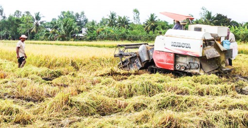 Chủ động né hạn mặn và giảm chi phí sản xuất