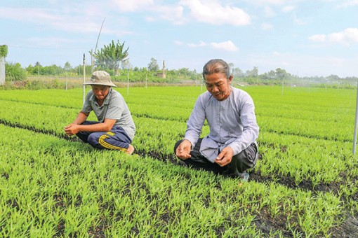 Nông dân cần quan tâm sử dụng phân bón hữu cơ