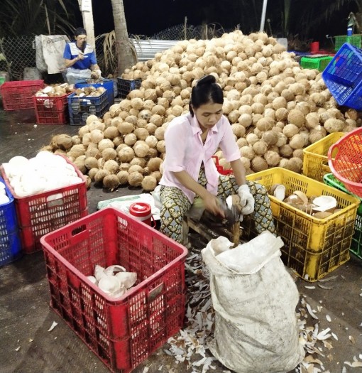 Giá dừa khô tăng mạnh