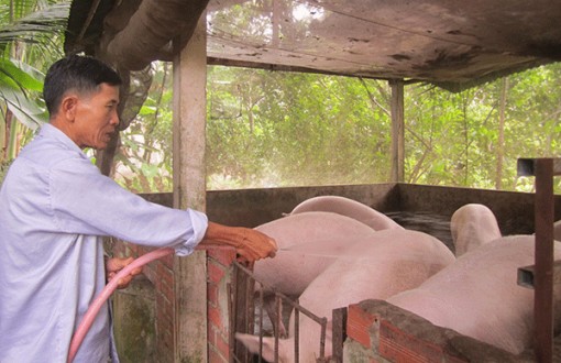 Giá heo hơi thấp, người chăn nuôi tiếp tục thua lỗ nặng