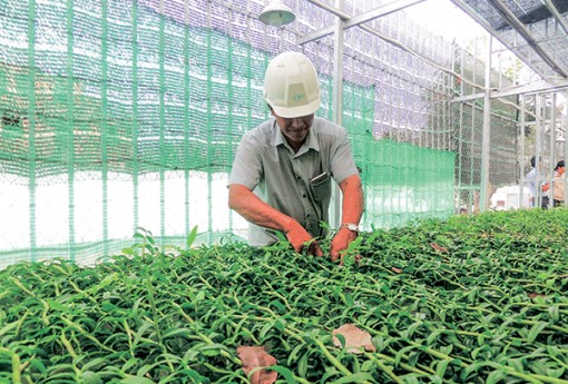 Tiếp tục tái cơ cấu ngành Nông nghiệp