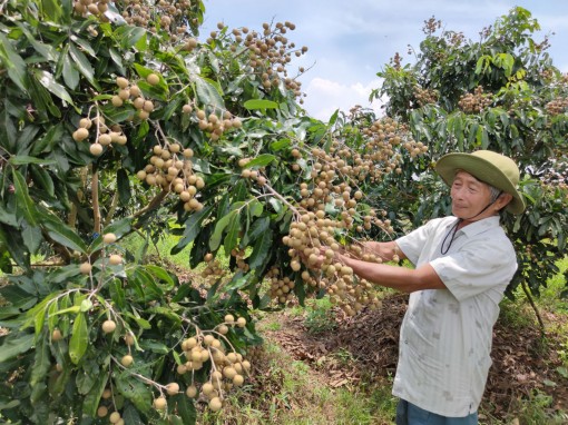 Giá nhãn tăng trở lại