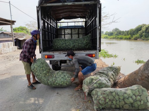Giá gương sen tăng nhẹ