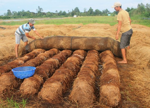 Giá nấm rơm tăng, nông dân đẩy mạnh sản xuất