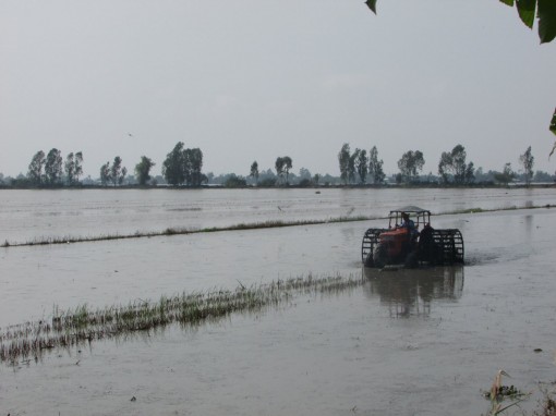 Thu hoạch dứt điểm lúa thu đông 2021