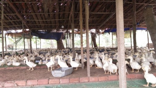 Giá vịt đạt mức cao kỷ lục