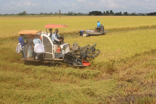 Nâng cao hiệu quả sản xuất lúa từ mô hình cánh đồng lớn