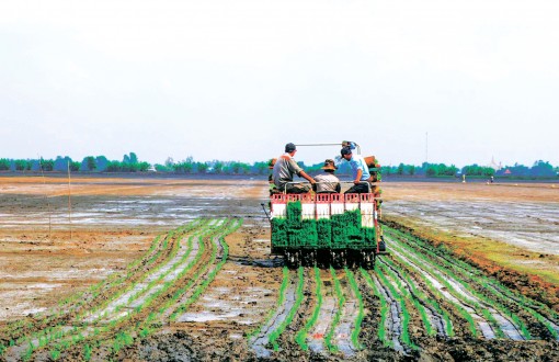 Hỗ trợ nông dân áp dụng các mô hình, giảm giống trong gieo trồng lúa