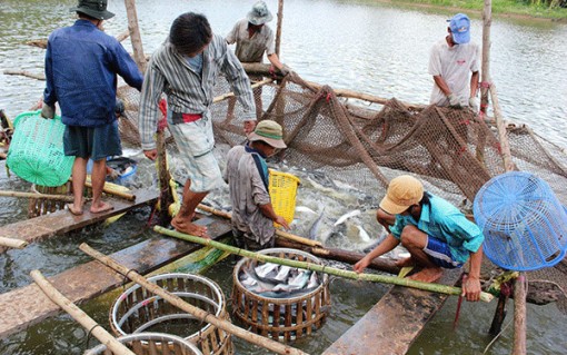 Xoay trục phát triển nông nghiệp ÐBSCL hậu COVID-19