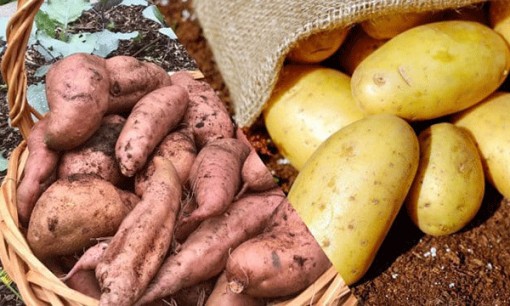 Khoai tây và khoai lang, loại nào bổ dưỡng hơn?