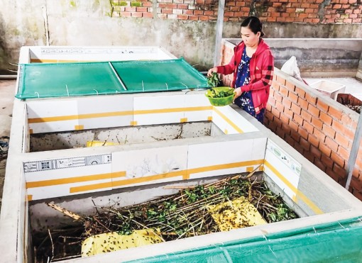 Thu nhập ổn định nhờ nuôi dế