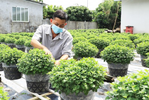 Nghề trồng hoa kiểng vào vụ Tết