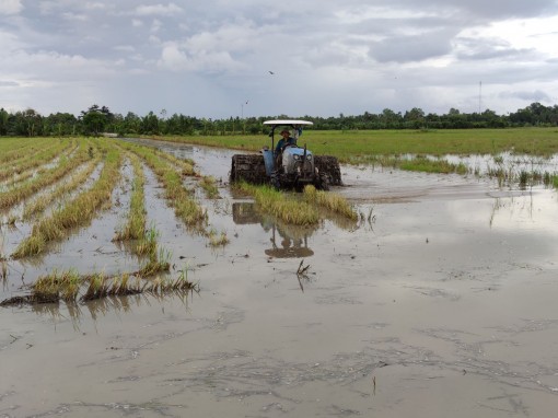 Chủ động để vụ lúa đông xuân thắng lợi
