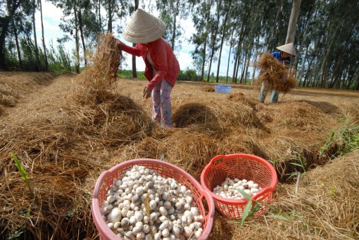 Giá nấm rơm duy trì ở mức cao