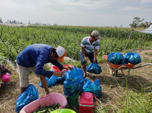 Nhiều loại rau có giá bán lẻ cao gấp 2-3 lần giá tại vườn