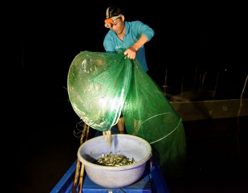 Mưu sinh mùa nước nổi