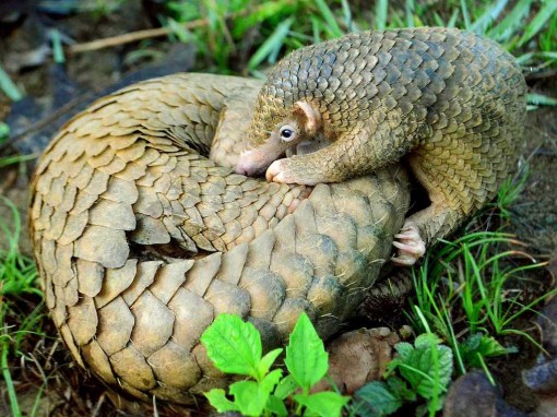 Y học cổ truyền Trung Quốc đe dọa động vật hoang dã châu Phi?