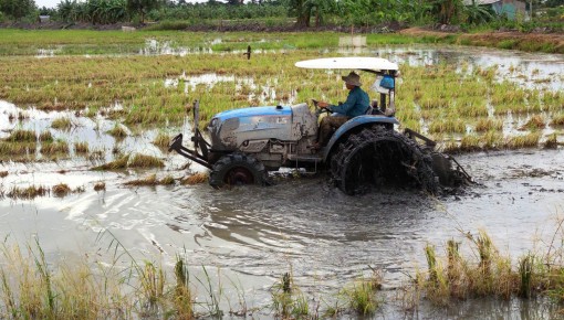 Chủ động quản lý các đối tượng dịch hại, đảm bảo sản xuất thắng lợi vụ lúa đông xuân 