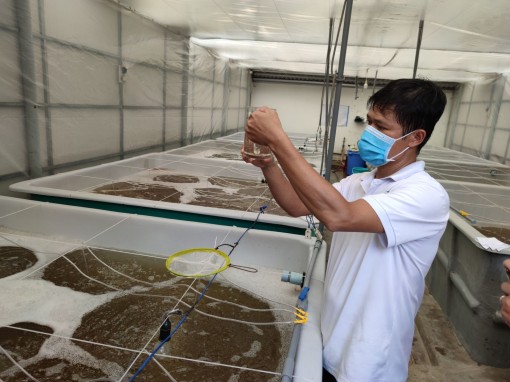 Tiềm năng mở rộng nuôi tôm càng xanh