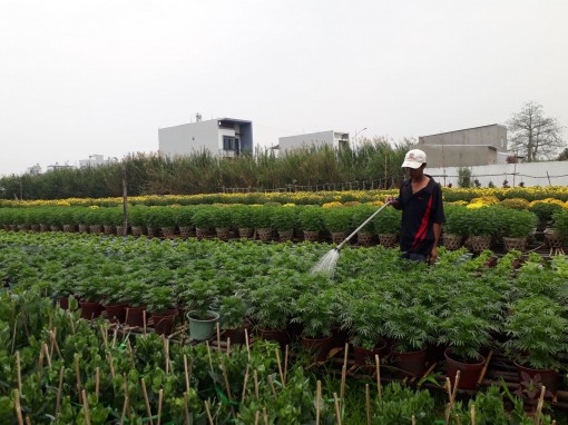 Bình Thủy: Số lượng hoa kiểng chuẩn bị phục vụ Tết giảm khoảng 50% so với năm trước
