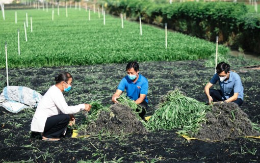 Hỗ trợ hợp tác xã gia tăng hiệu quả sản xuất rau an toàn