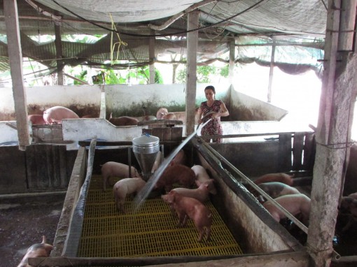 Hỗ trợ nông dân tái đầu tư chăn nuôi