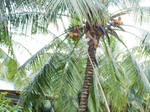 Dịch hại xuất hiện và gây hại cho vườn dừa