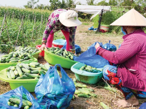 Giá nhiều loại rau ăn quả giảm thấp