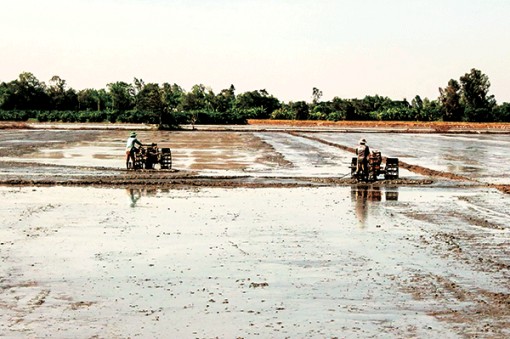 Nhiều khả năng xuất khẩu gạo tăng cao