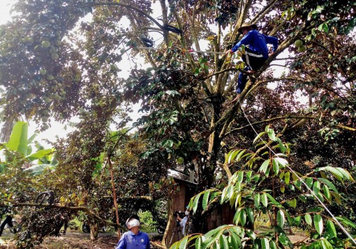 Nhộn nhịp thu hoạch vú sữa chín rộ