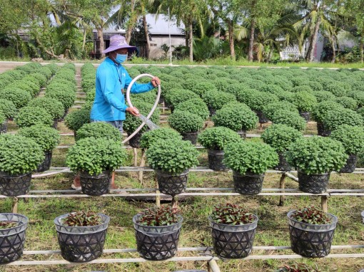 Nông dân Cần Thơ chuẩn bị hoa kiểng phục vụ thị trường Tết