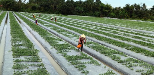 Nông dân trồng nhiều loại rau màu phục vụ thị trường cuối năm