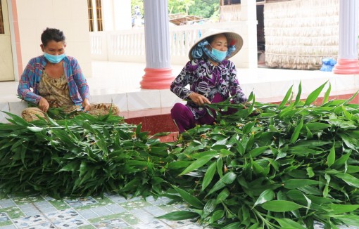 Thành viên tổ hợp tác trồng trường sanh có việc làm, thu nhập ổn định
