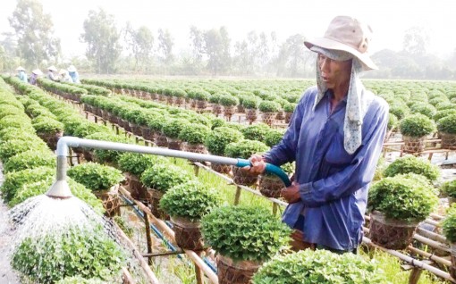 “Thủ phủ hoa” miền Tây tất bật lo vụ Tết