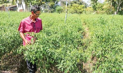 Giá trái ớt tăng cao