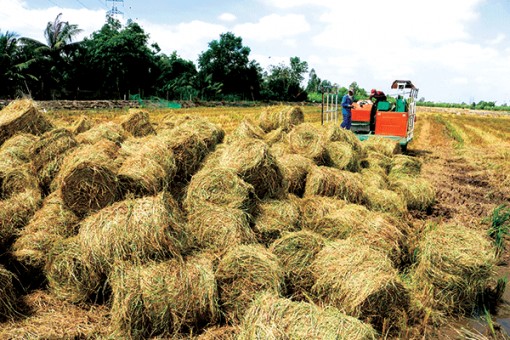 Ðể giảm chi phí phân bón trong sản xuất lúa