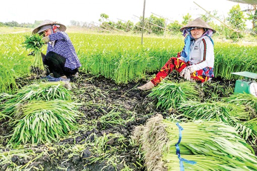 Thúc đẩy sản xuất nông nghiệp theo quy mô hàng hóa lớn