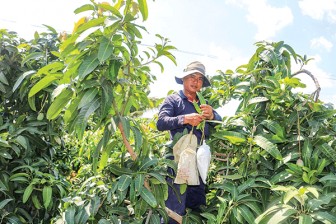 Giá nhiều loại xoài tiếp tục tăng cao