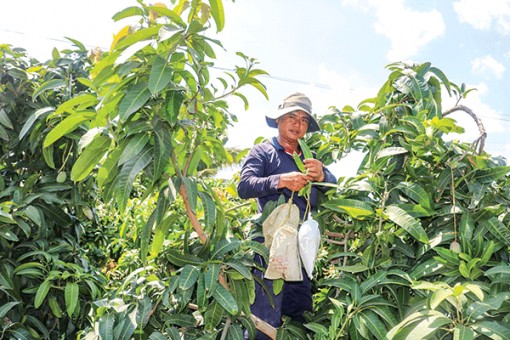 Giá nhiều loại xoài tiếp tục tăng cao