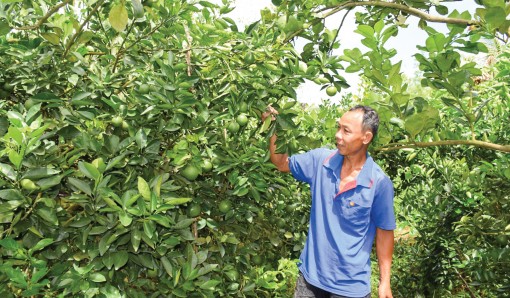 Mở rộng, phát triển hiệu quả vườn cây ăn trái