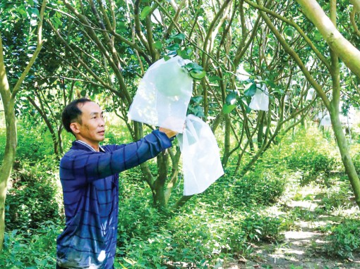 Phát triển nông nghiệp bền vững