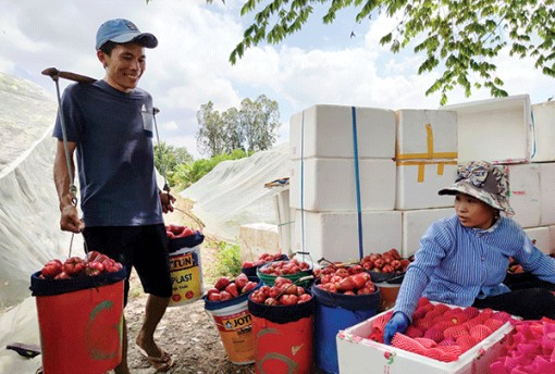 Chủ động gỡ khó đầu ra trái cây