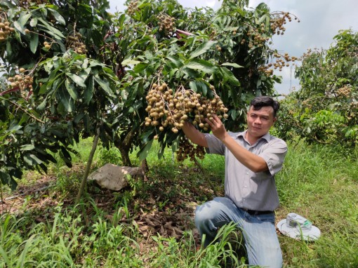Giá trái nhãn tăng