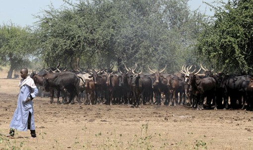 Biến đổi khí hậu làm gia tăng xung đột ở châu Phi